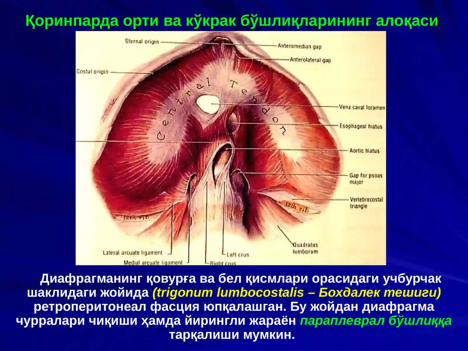 БЕЛСОҲАСИ ВА ҚОРИНПАРДА ОРТИ БЎШЛИҒИНИНГ ЖАРРОҲЛИК АНАТОМИЯСИ.БУЙРАК ВА СИЙДИК ЙЎЛЛАРИДАОПЕРАЦИЯЛАР 4