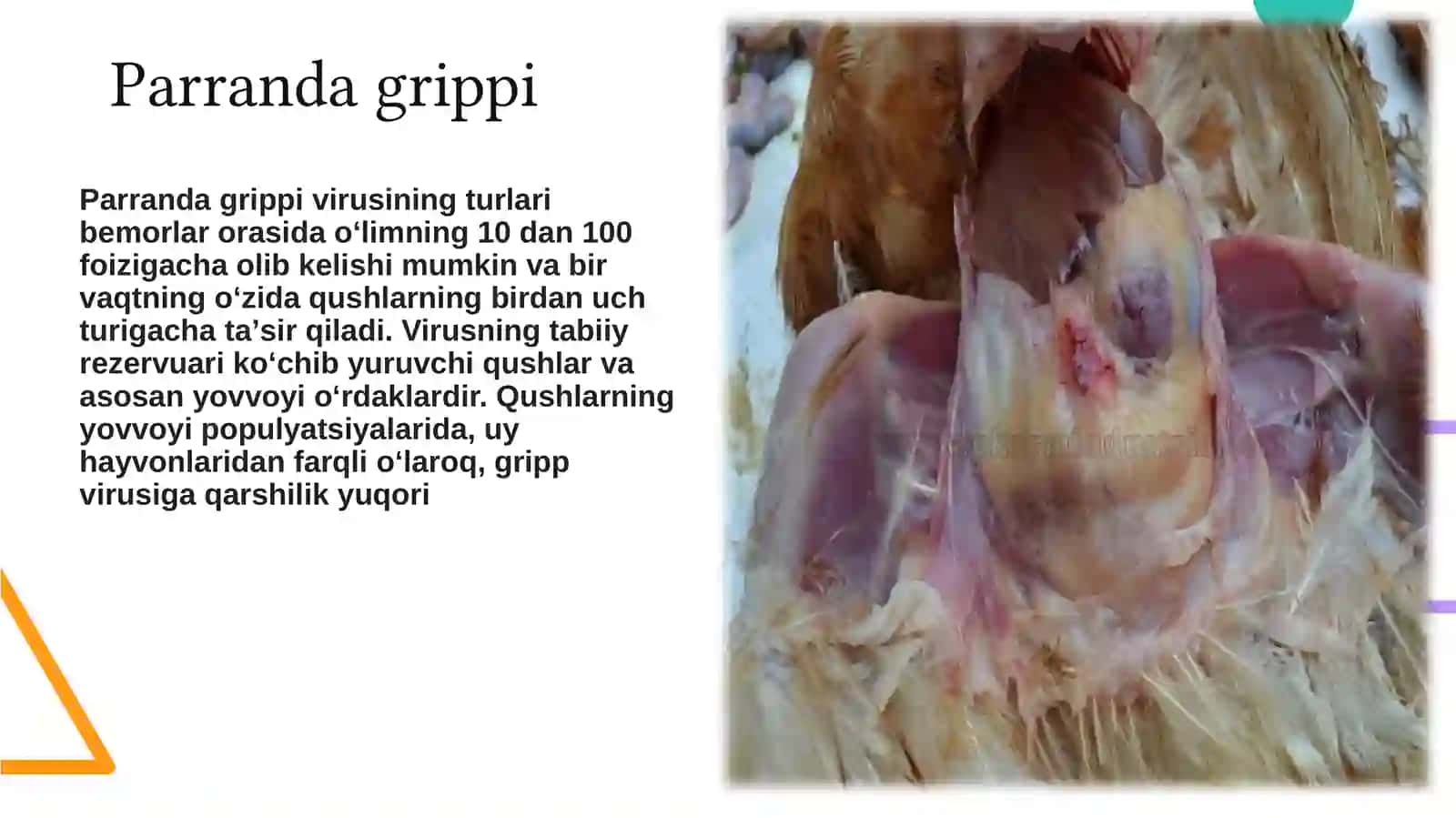 Parranda Grippi va uning xozirgi kundagi Muammolari 4