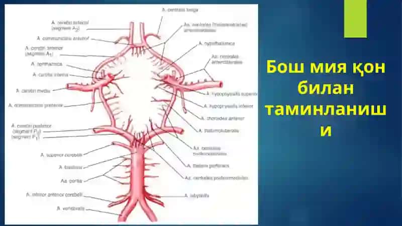 O‘tkir bosh miya ishemiyasi sindromi. Nevrologik koma. Bosh miya shishi. Klinikasi, diagnostikasi, tez tibbiy yordam ko‘rsatish. UASH taktikasi 4