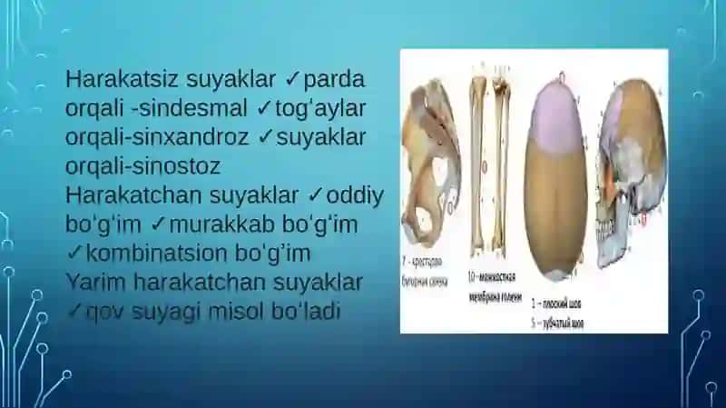 Birlashmalarning rentgen anatomiyasi 4