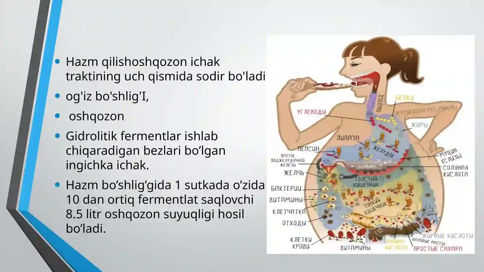 Ovqathazmqilishbiokimyosi 4
