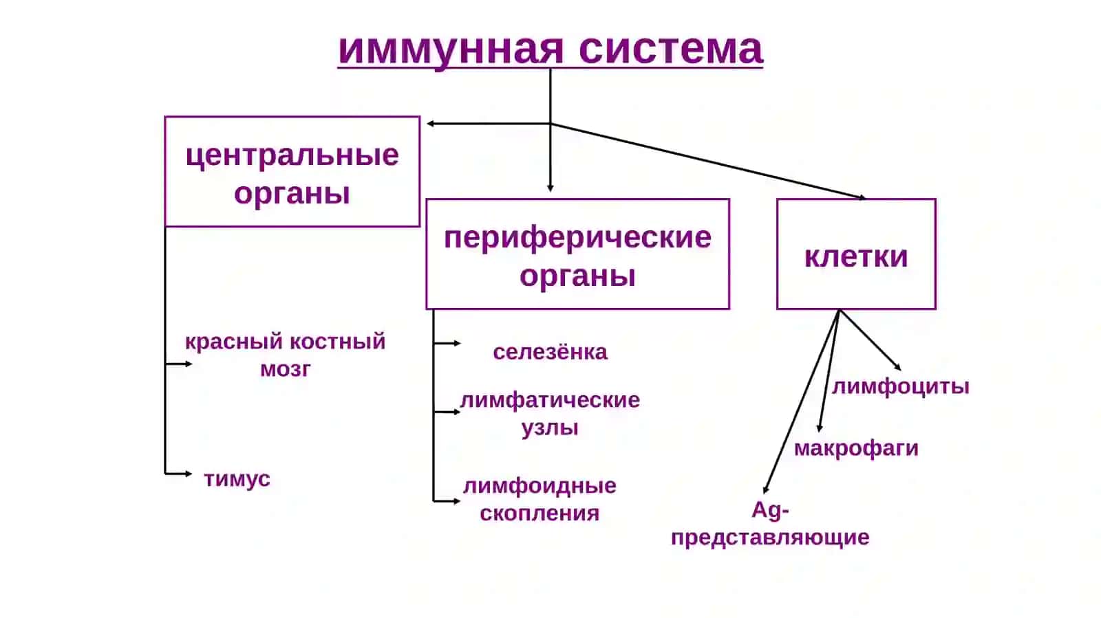 Тимус ва фабрицияси халтаси 4