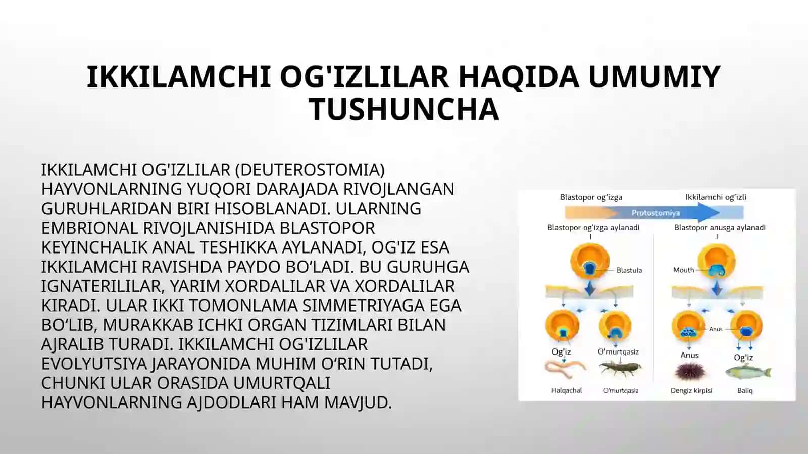 Ikkilamchi og'izlilarning hayvonot olamidagi o'rni. Ignaterililar (Echinodermata) tipining umumiy ta'rifi 4