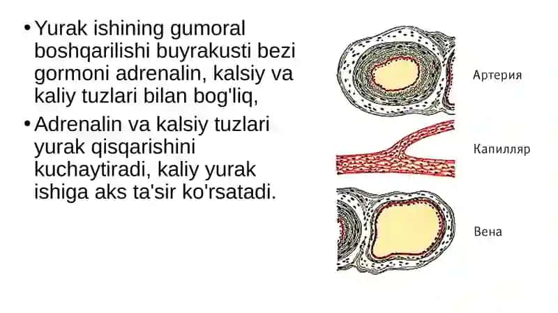 Qon aylanish organlari ishining boshqarilishi 4