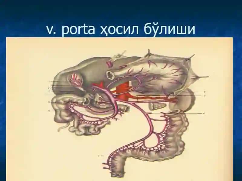 Жигар va ўт йўl rivojlanishining nuksonlari va anomalialari 4