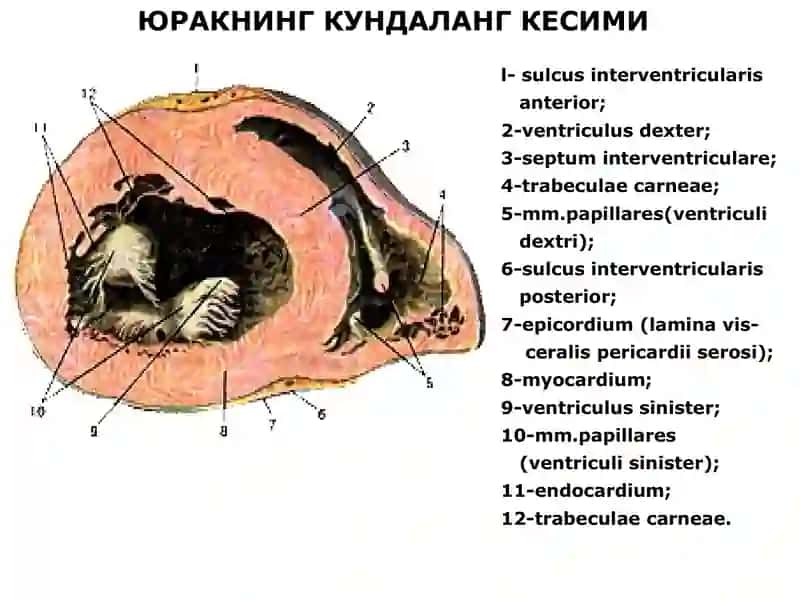 ЮРАК АНАТОМИЯСИ 4