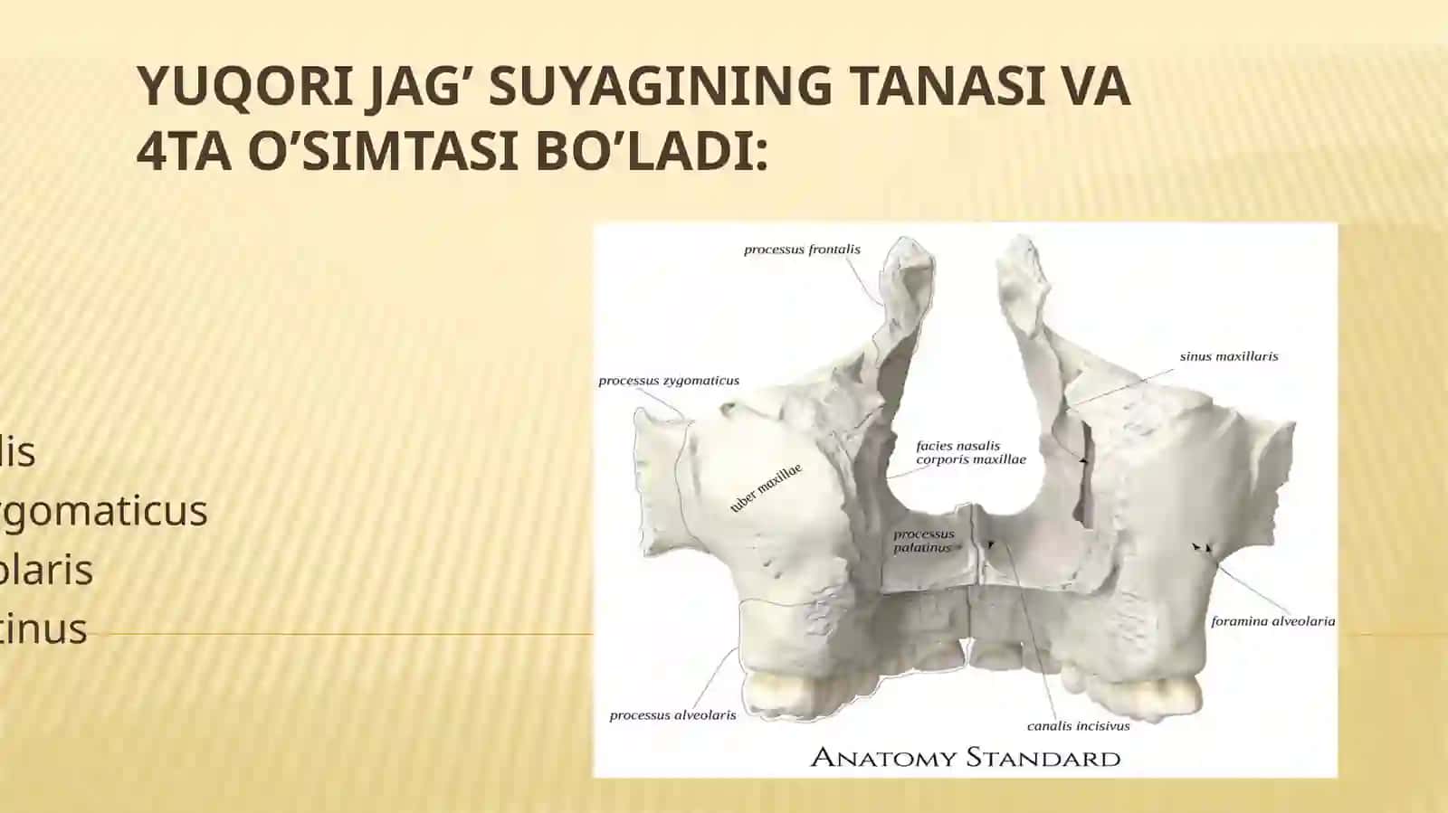 Yuz suyaklari 4
