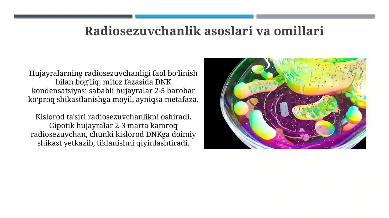 Hujayraning hayot sikli va uning turli fazalarida nurga sezgirlik 4