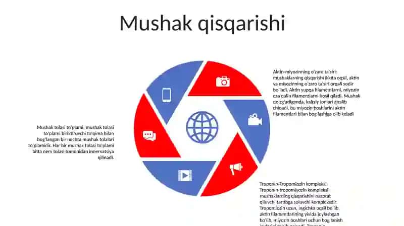 Muskullar 4