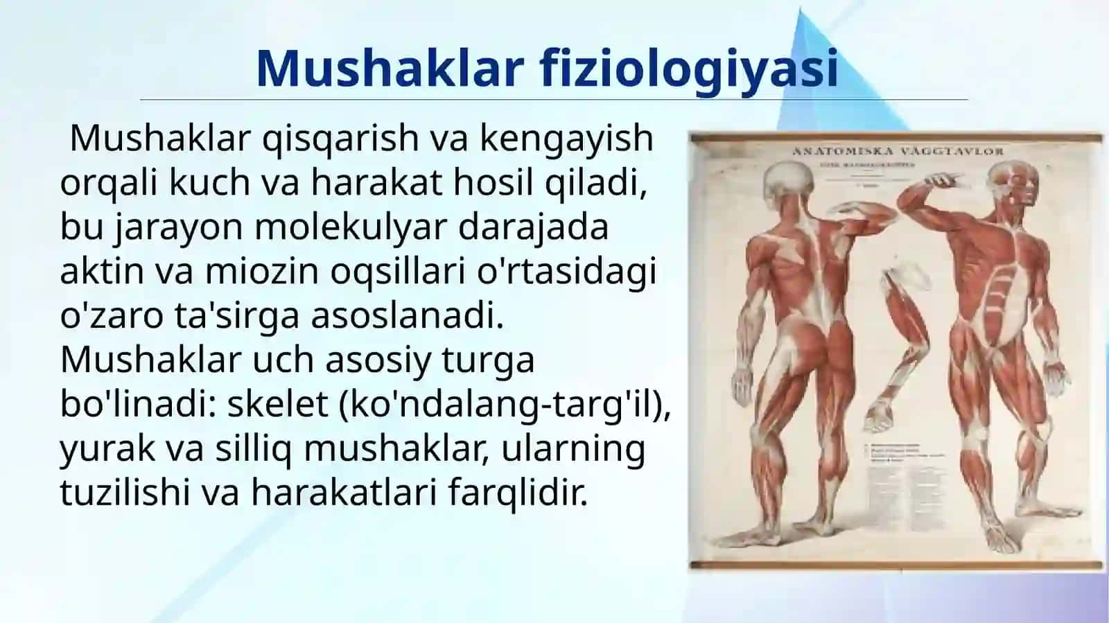 Mushaklar 4