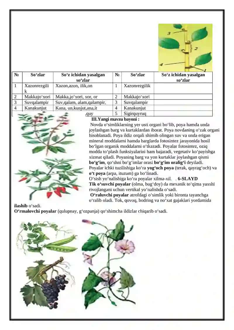 Biologiya fanida "Novda" mavzusida 7-sinf o‘quvchilari uchun ochiq dars ishlanmasi 4