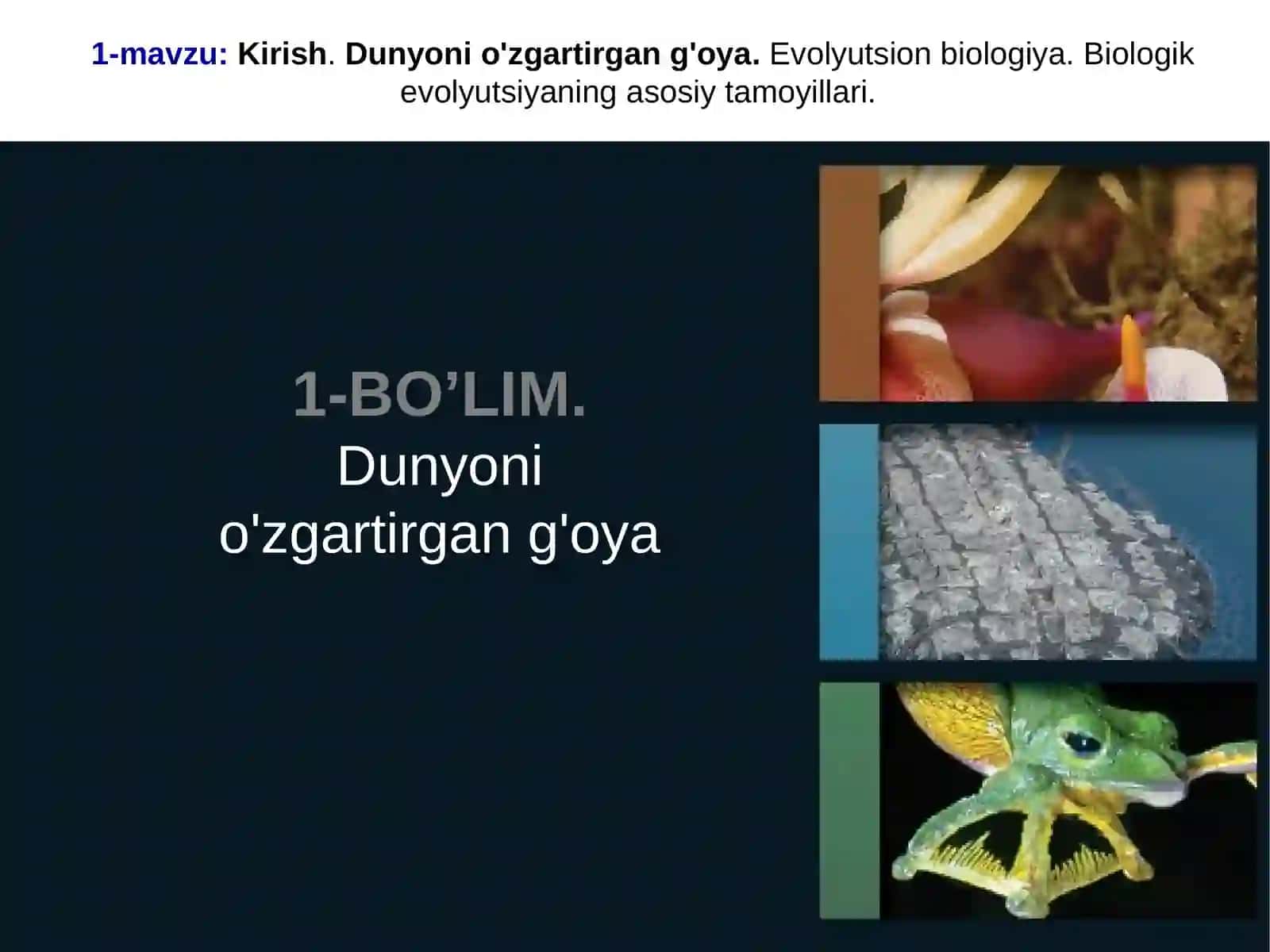 Ochiq Jabrali Mollyuska (Hypselodoris bullocki) 4