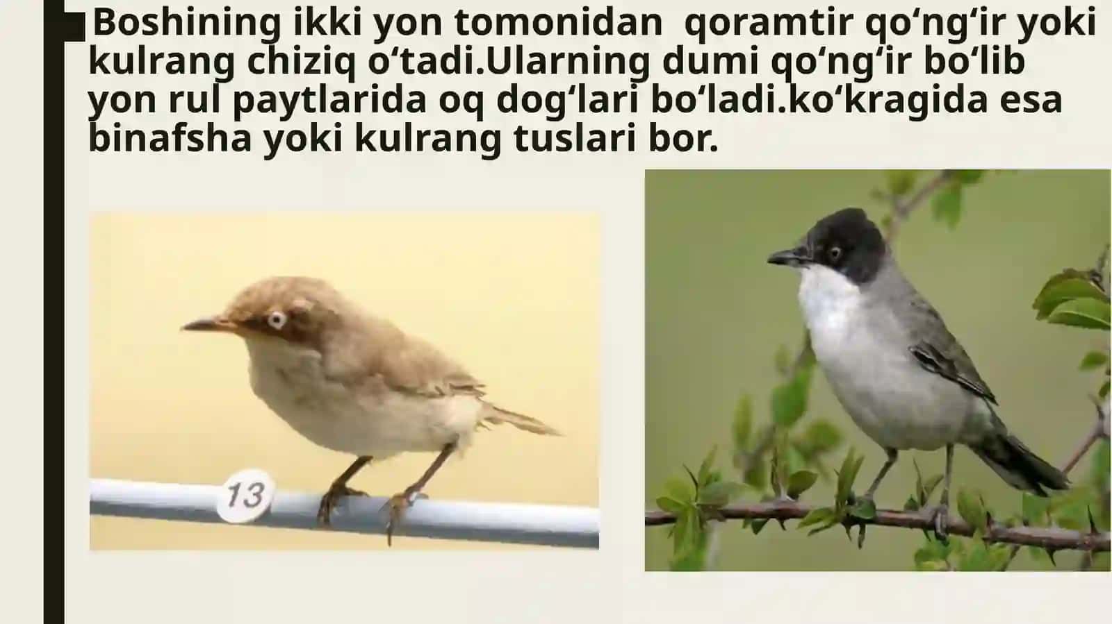 Sayroqi moyqut (sylvia hortensis gmelin) 4