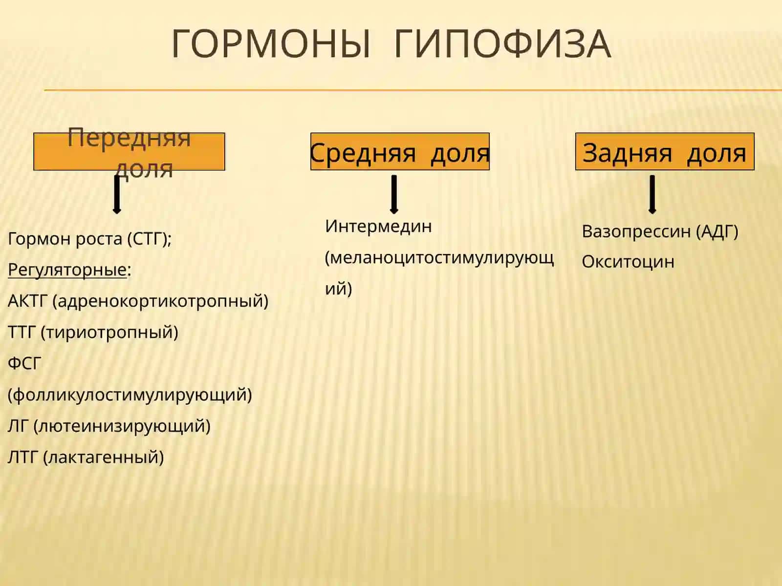 Гипофиз 4