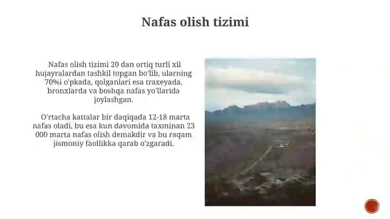 Ichki organlar 4