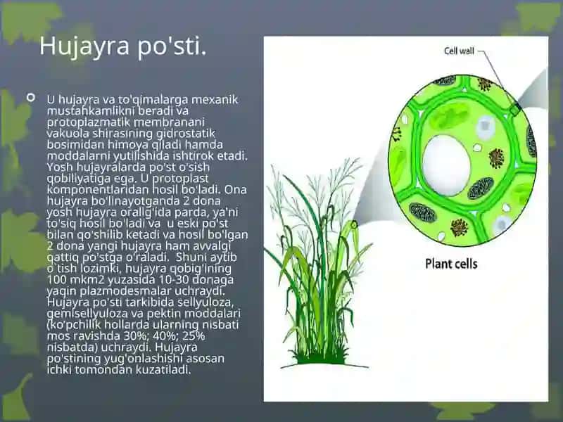 O'SIMLIK HUJAYRASINING TUZILISHI VA FUNKSIYALARI 4