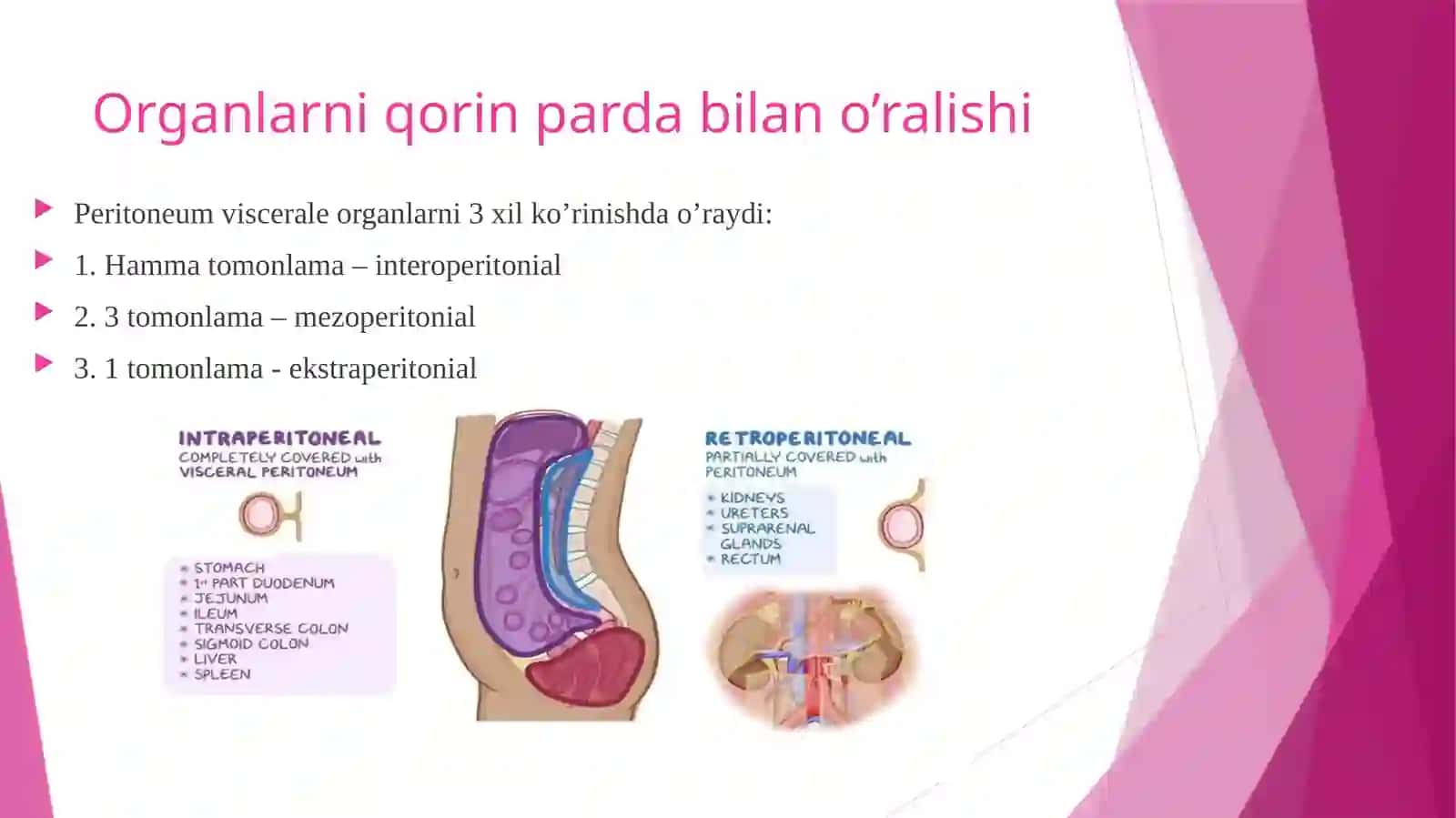 Qorin parda tuzilishi va uning qorin bo'shlig'i a'zolari 4