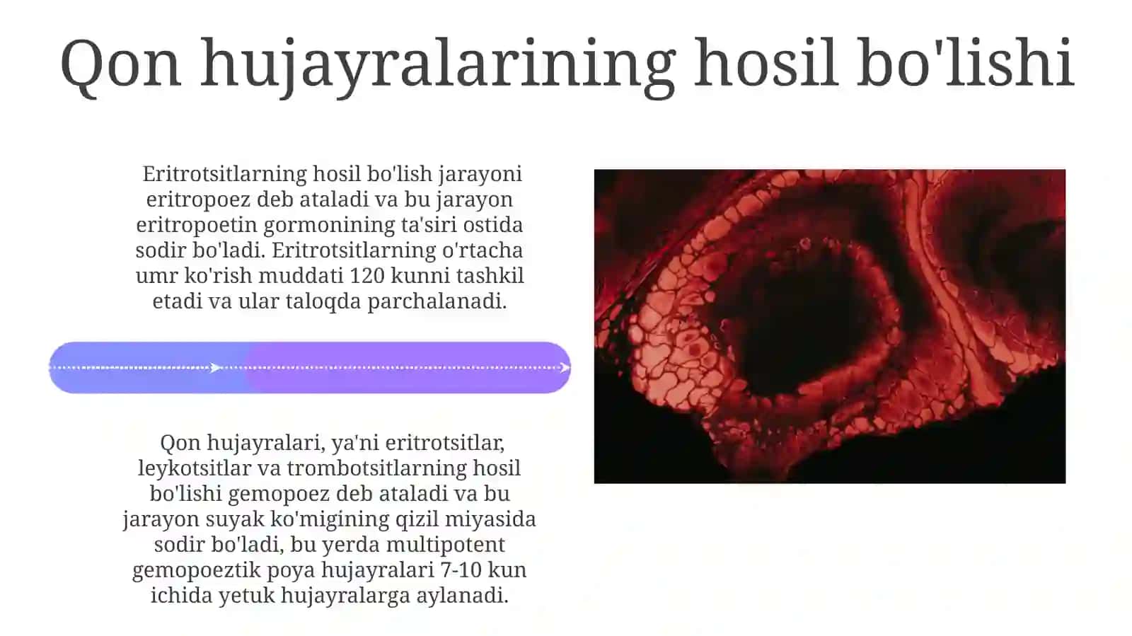 Suyak ko'migining funksiyasi: Qizil va sariq ko'mik 4