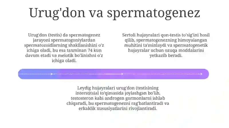 Erkaklar jinsiya sistemasining gistologiyasi 4