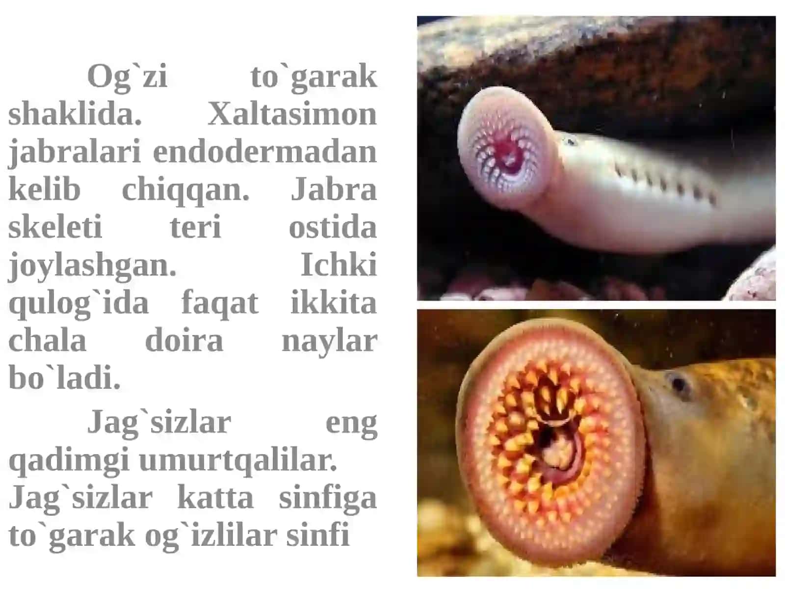 To’garakog’izlilar sinfi 4