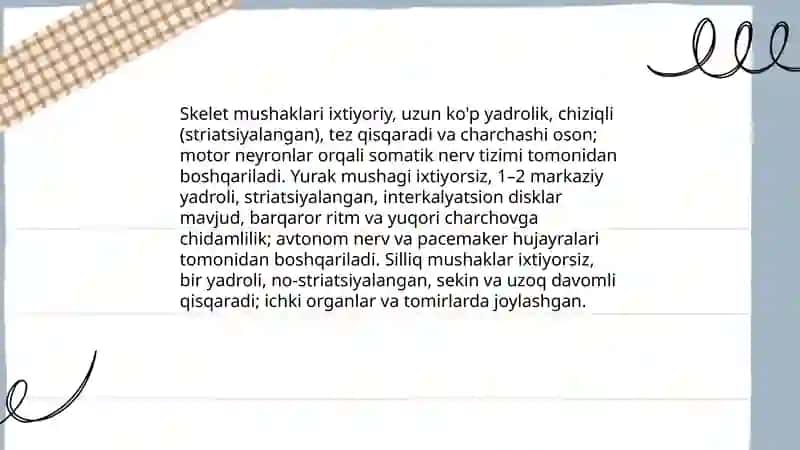 Mushaklar va nerv tolalari 4