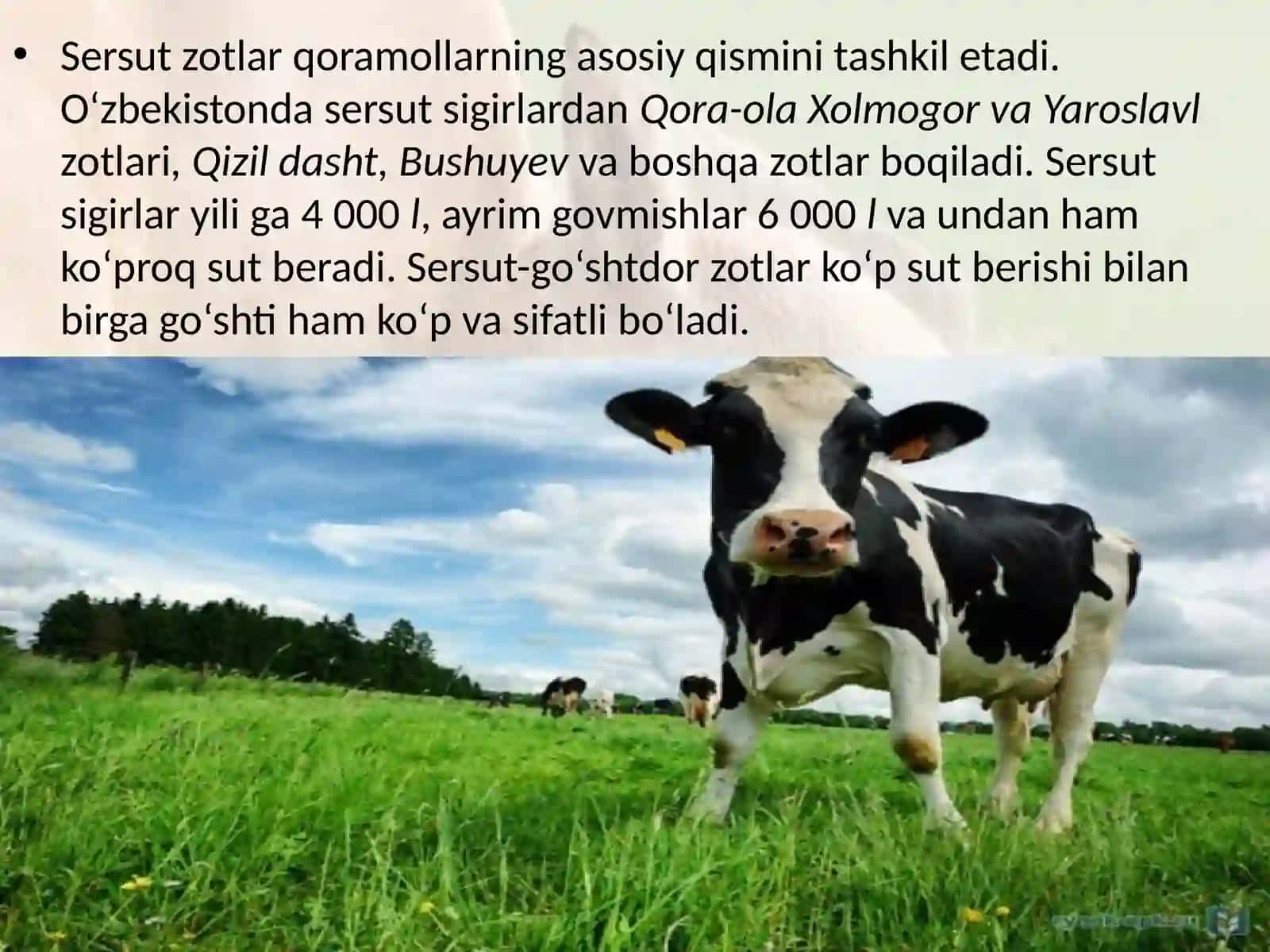 7-sinf Zoologiya 'Sutemizuvchilar sinfiga mansub chorva mollari' ko'rgazma 4