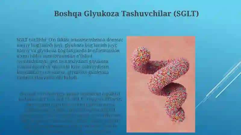 Glyukoza tashuvchilari 4