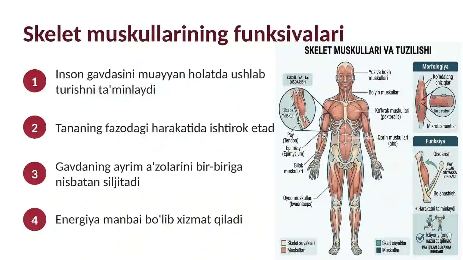 Muskullarning turlari 4
