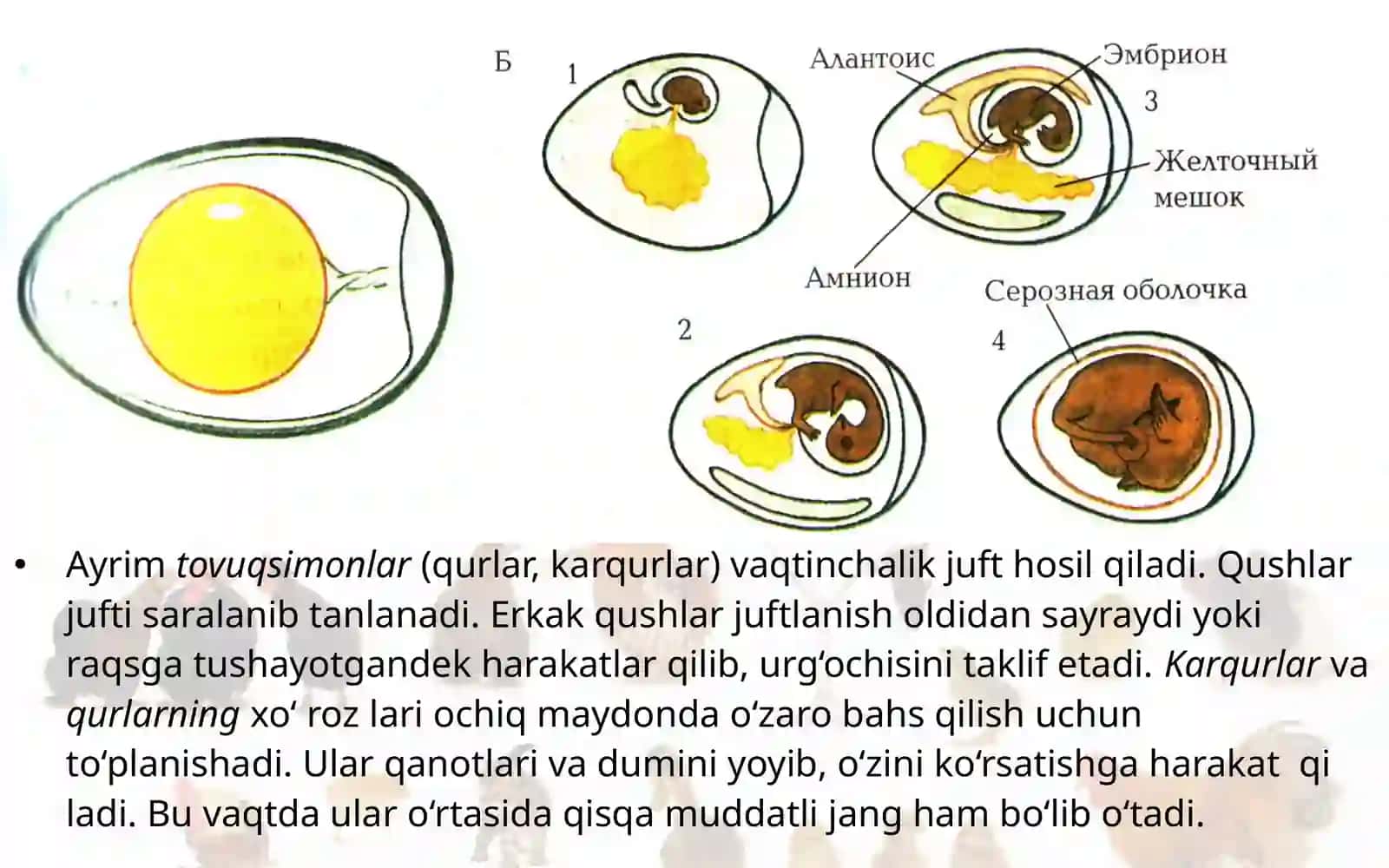 7-sinf Zoologiya 'Qushlarning ko'payishi, rivojlanishi va kelib chiqishi' ko'rgazma 4