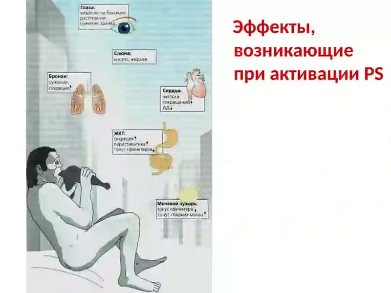 Лекарственные препараты, влияющие на адренергическую систему 4