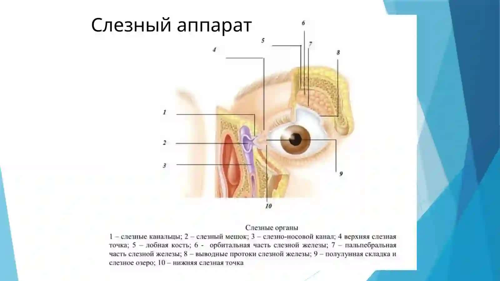 Глазница (орбита) 4