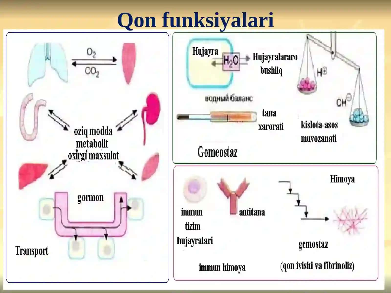 QON VA LIMFA-RETIKULYAR TIZIMI BIOKIMYOSI 4