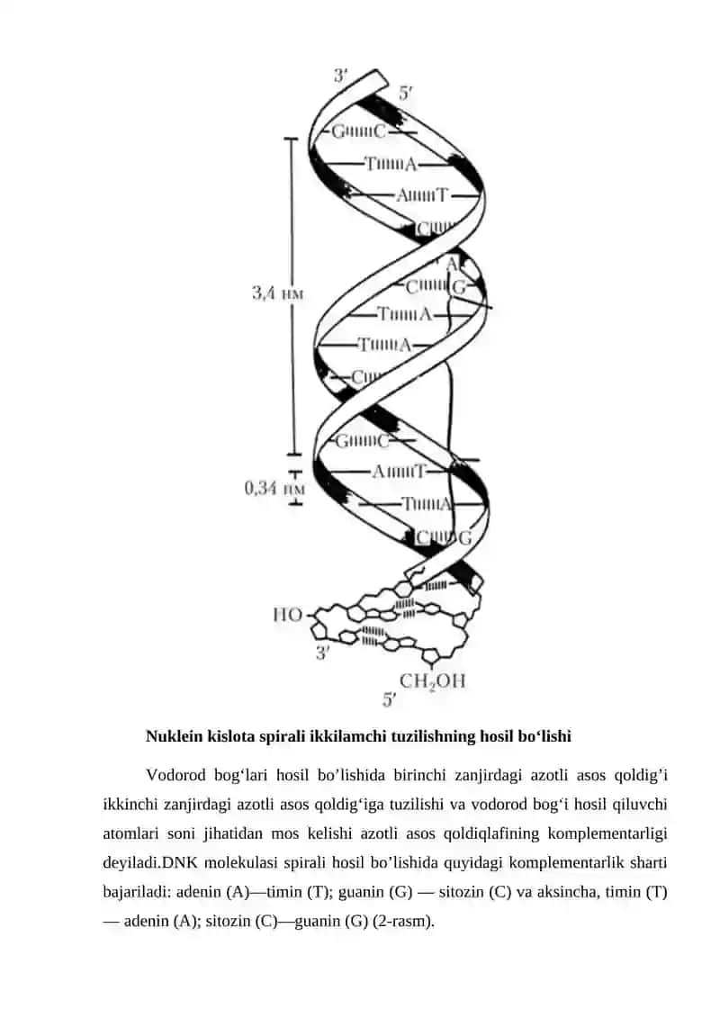 NUKLEIN KISLOTALAR 4
