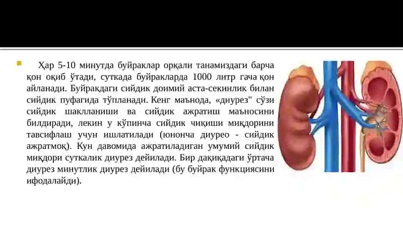 Сийдикҳосил қилиш ваажратиш 4