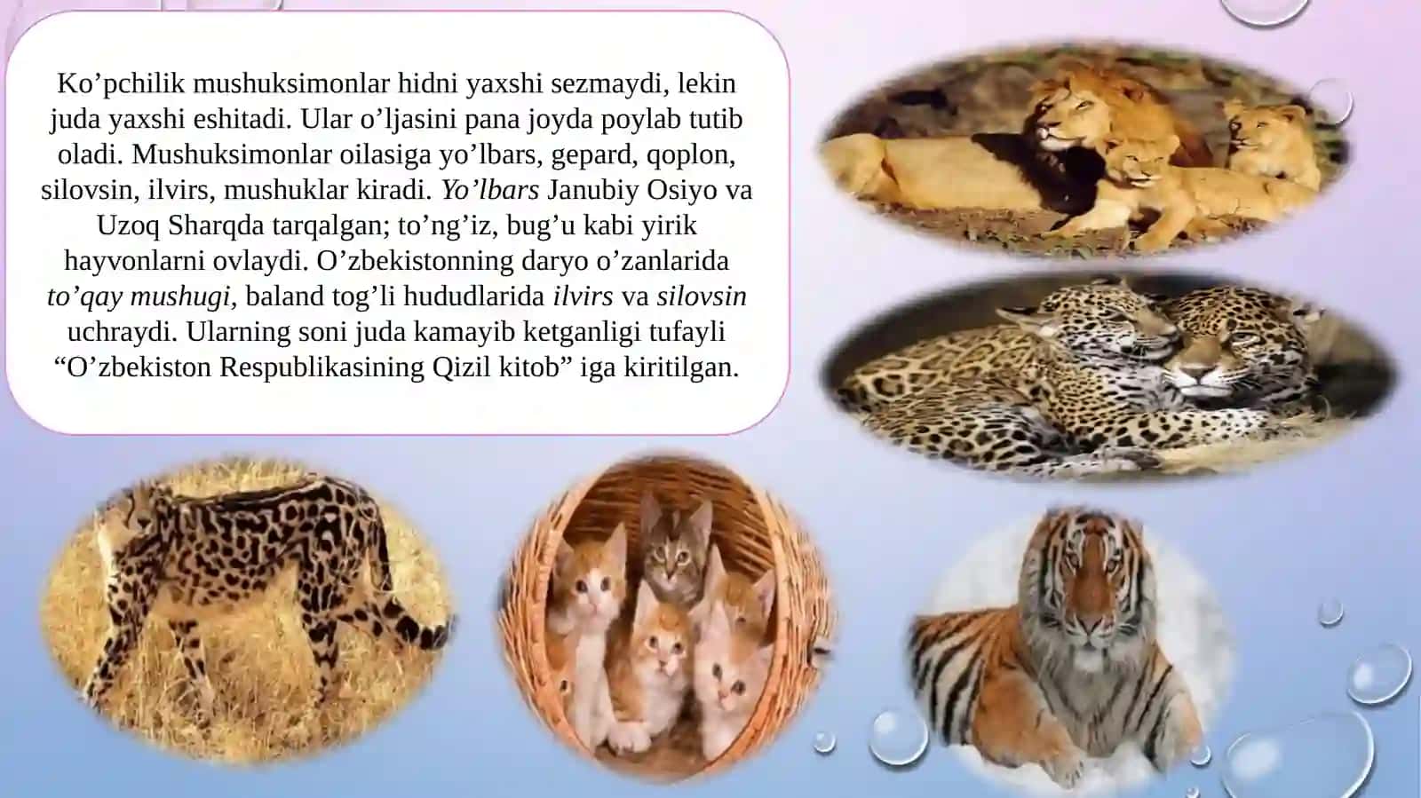 MUSHUKSIMONLAR, HAYOT KECHIRISHI VA TARQALISHI 4