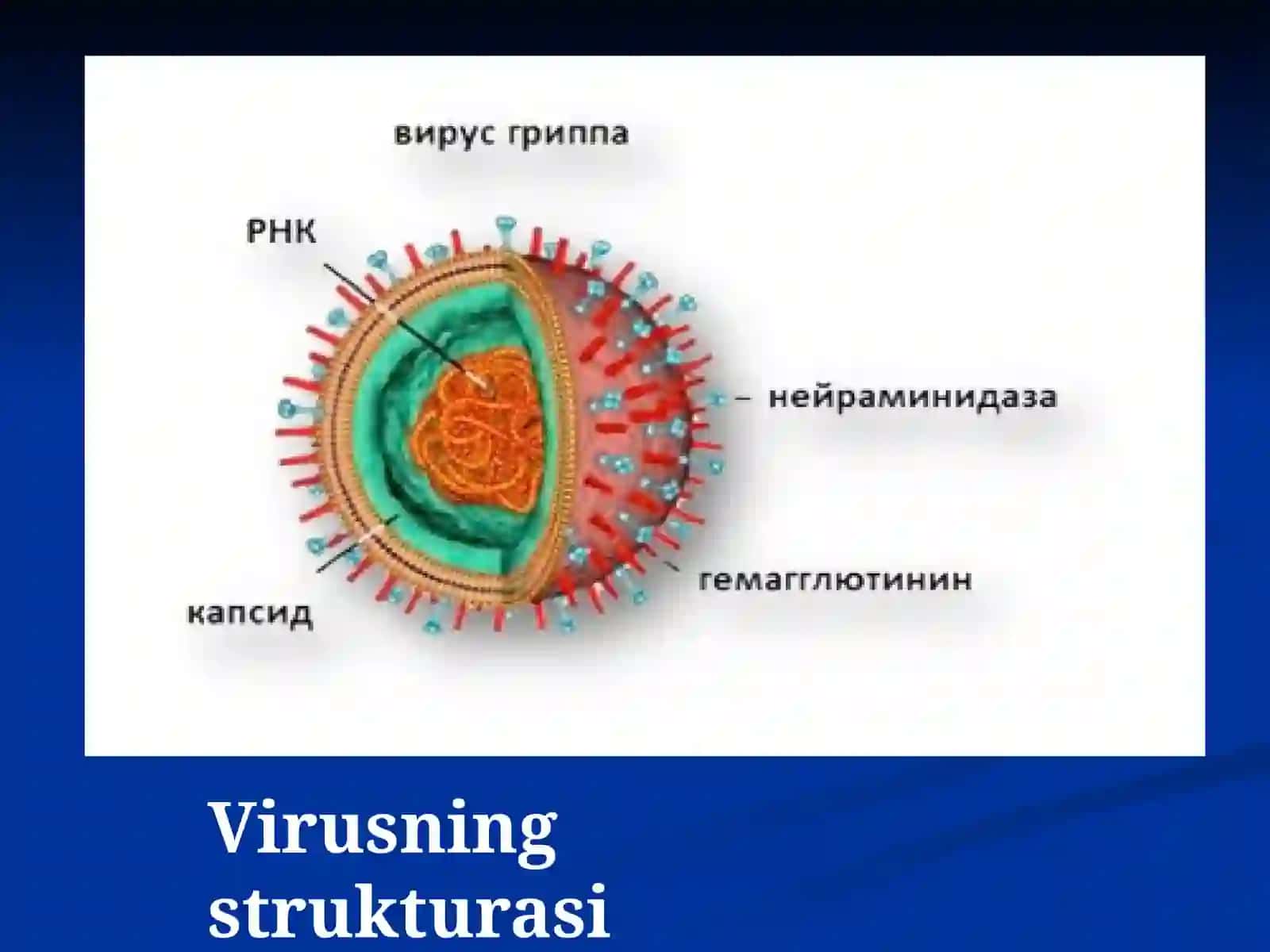 Umumiy virusologiya. Bakteriofaglar 4