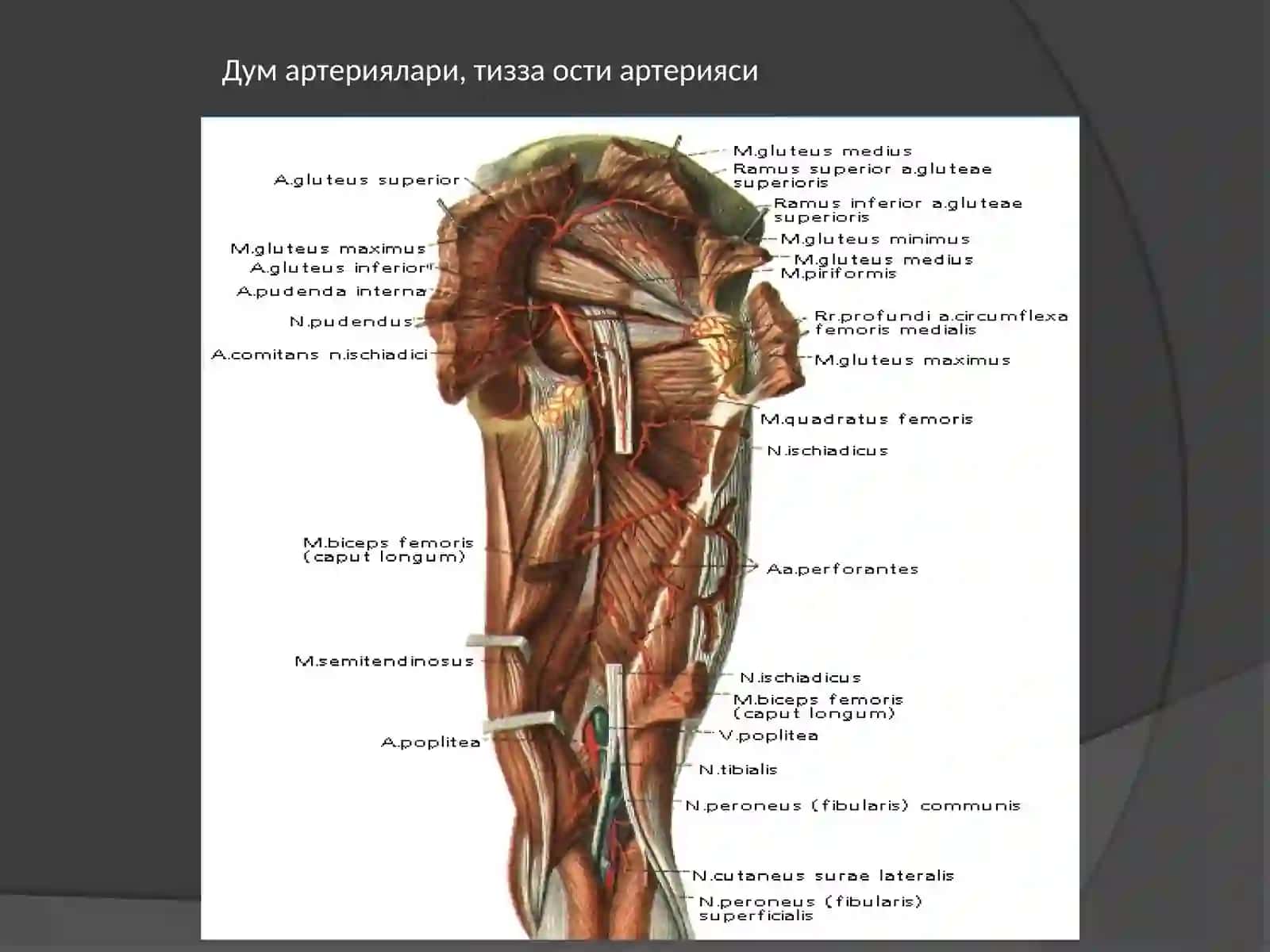 Сон артерияси 4