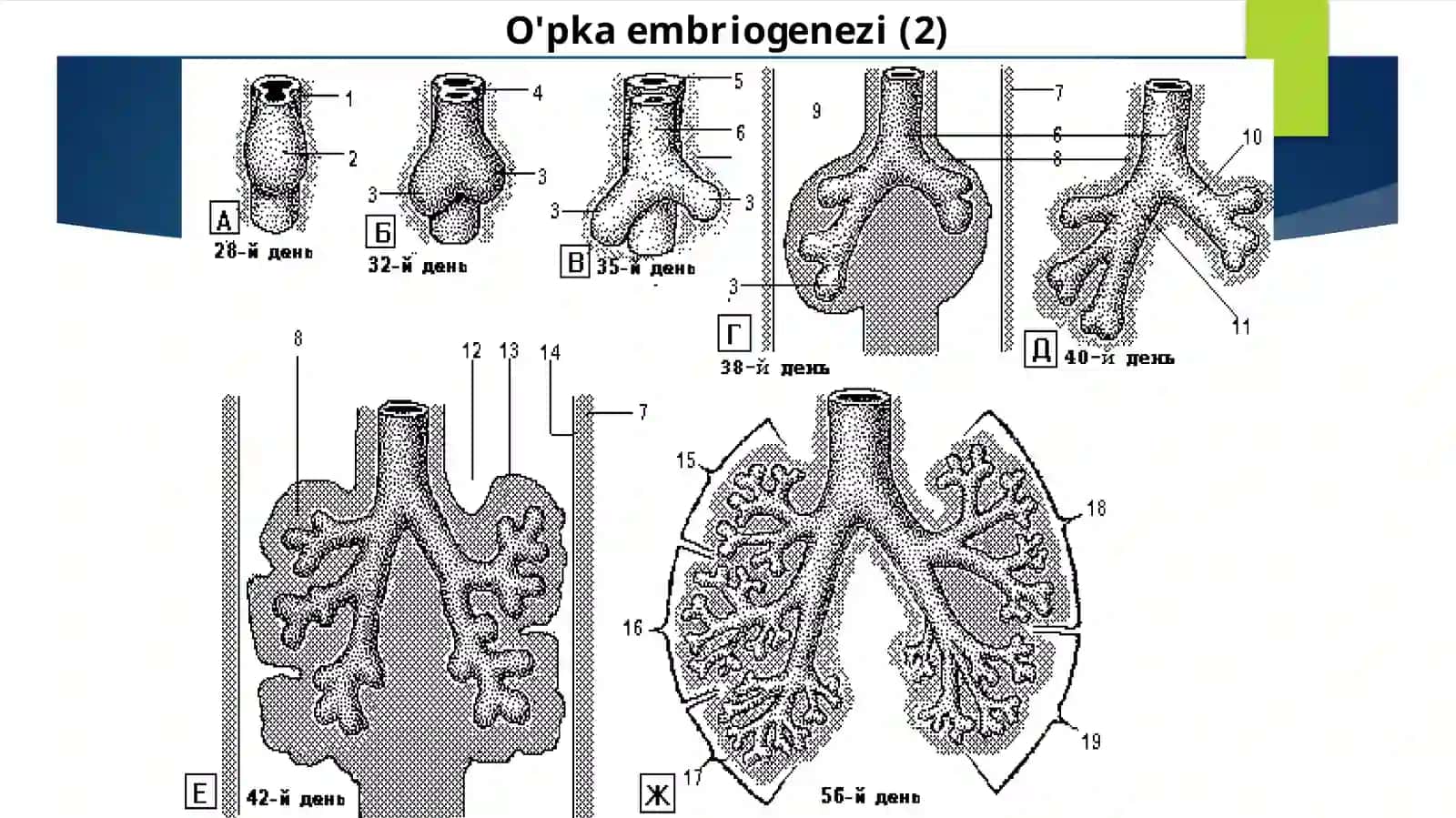 Bolalarda o'pka tuǵma nuqsonlarining rivojlanishi sabablari 4