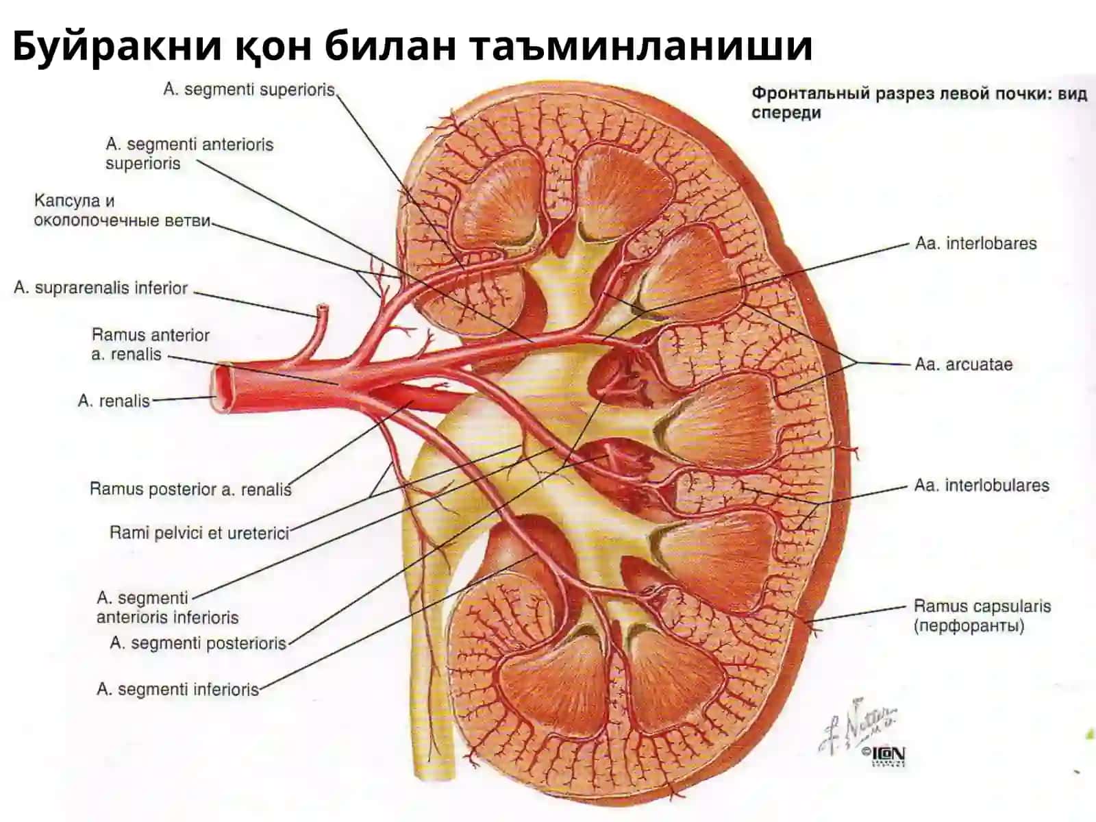 Тибий-педагогика факультети 4