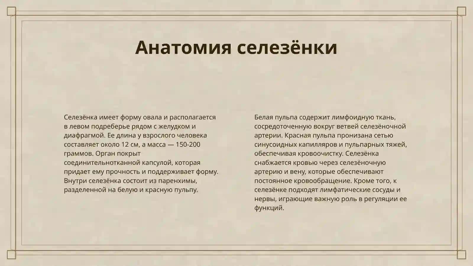ПЕРИФЕРИЧЕСКИЕ ОРГАНЫ КРОВЕТВОРЕНИЯ ИМУННОЙ ЗАЩИТЫ(СЕЛЕЗЁНКА И ЛИМФАТИЧЕСКИЙ УЗЕЛ) 4