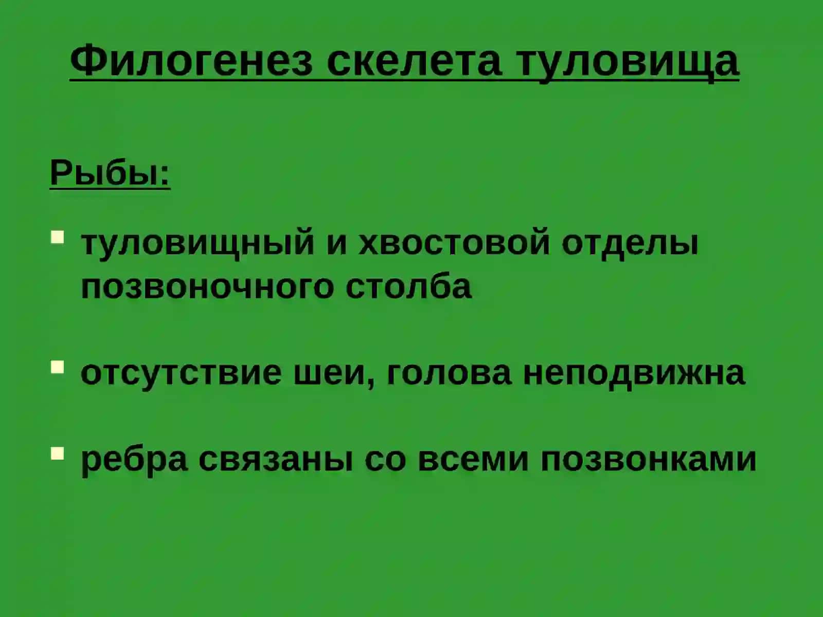 Осевой скелет 4