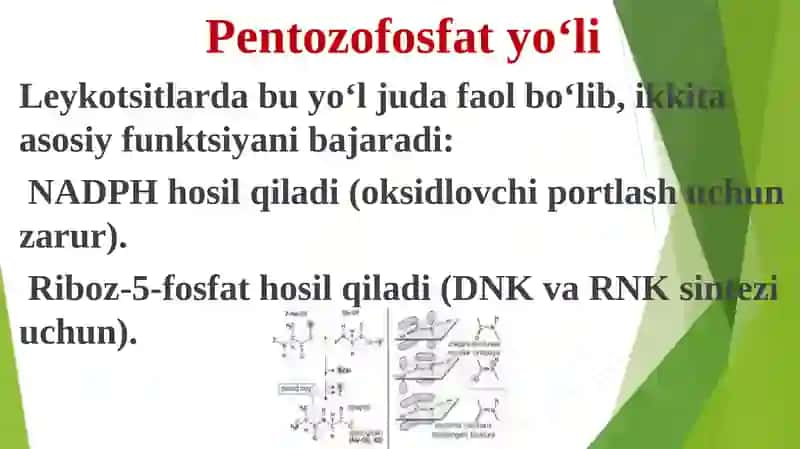 Leykotsitlar metabolizmi xususiyatlari 4