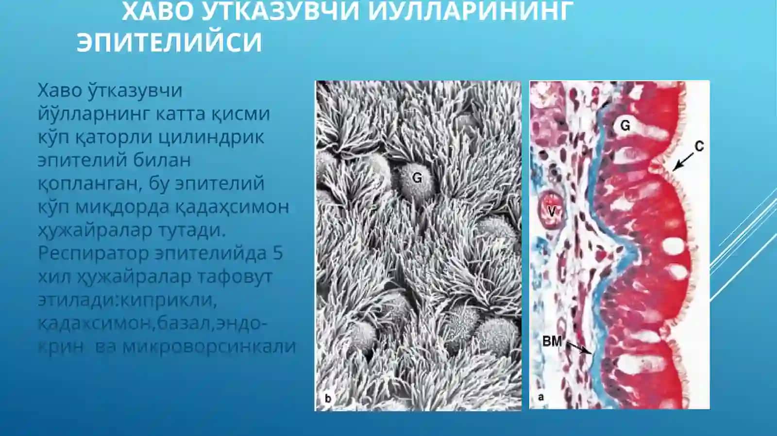Nafas olish sistemasi 4