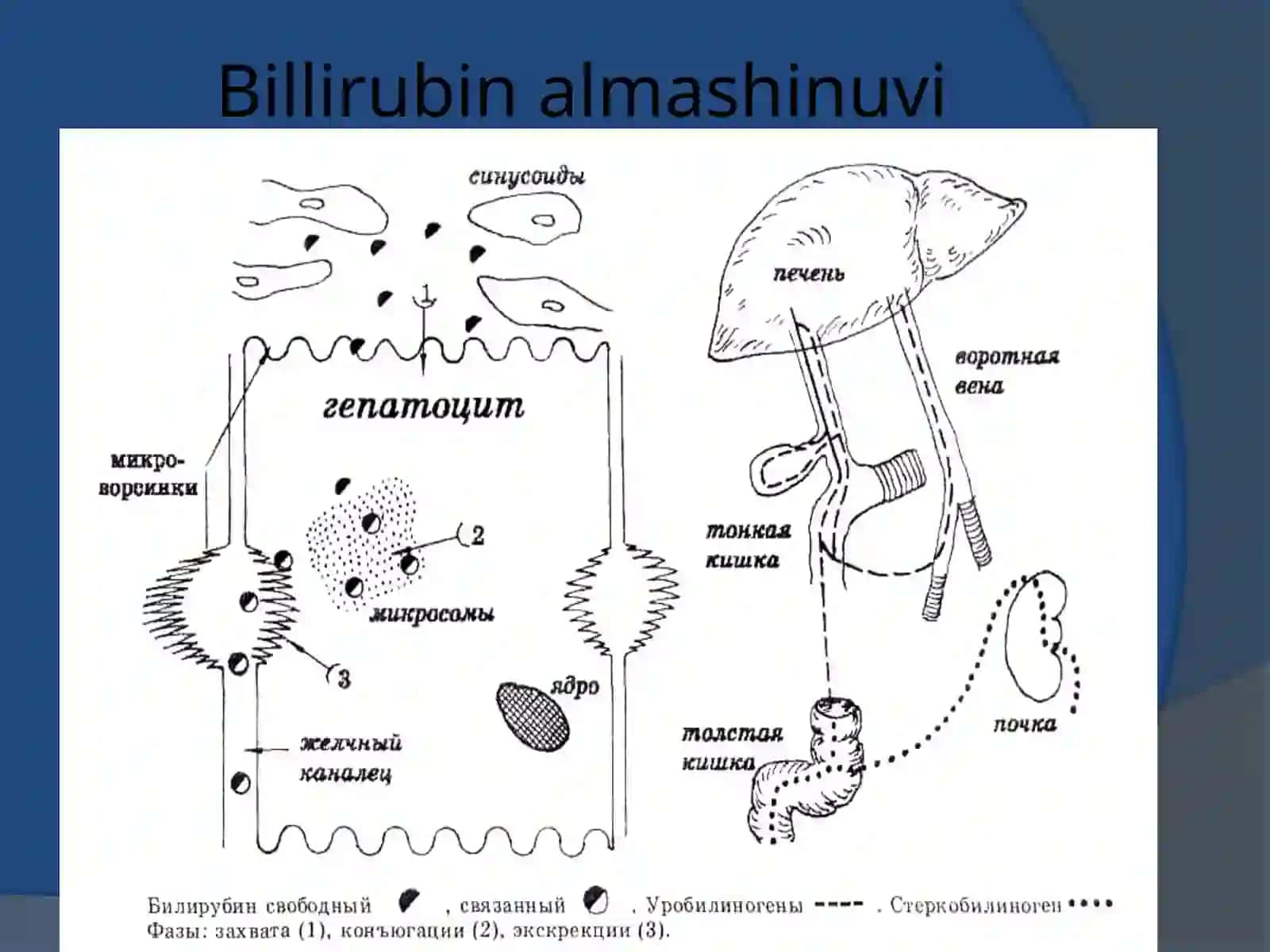 SARIQLIK SINDROMI BILAN KECHUVCHI KASALLIKLARNING QIYOSIY TASHXISOTI 4