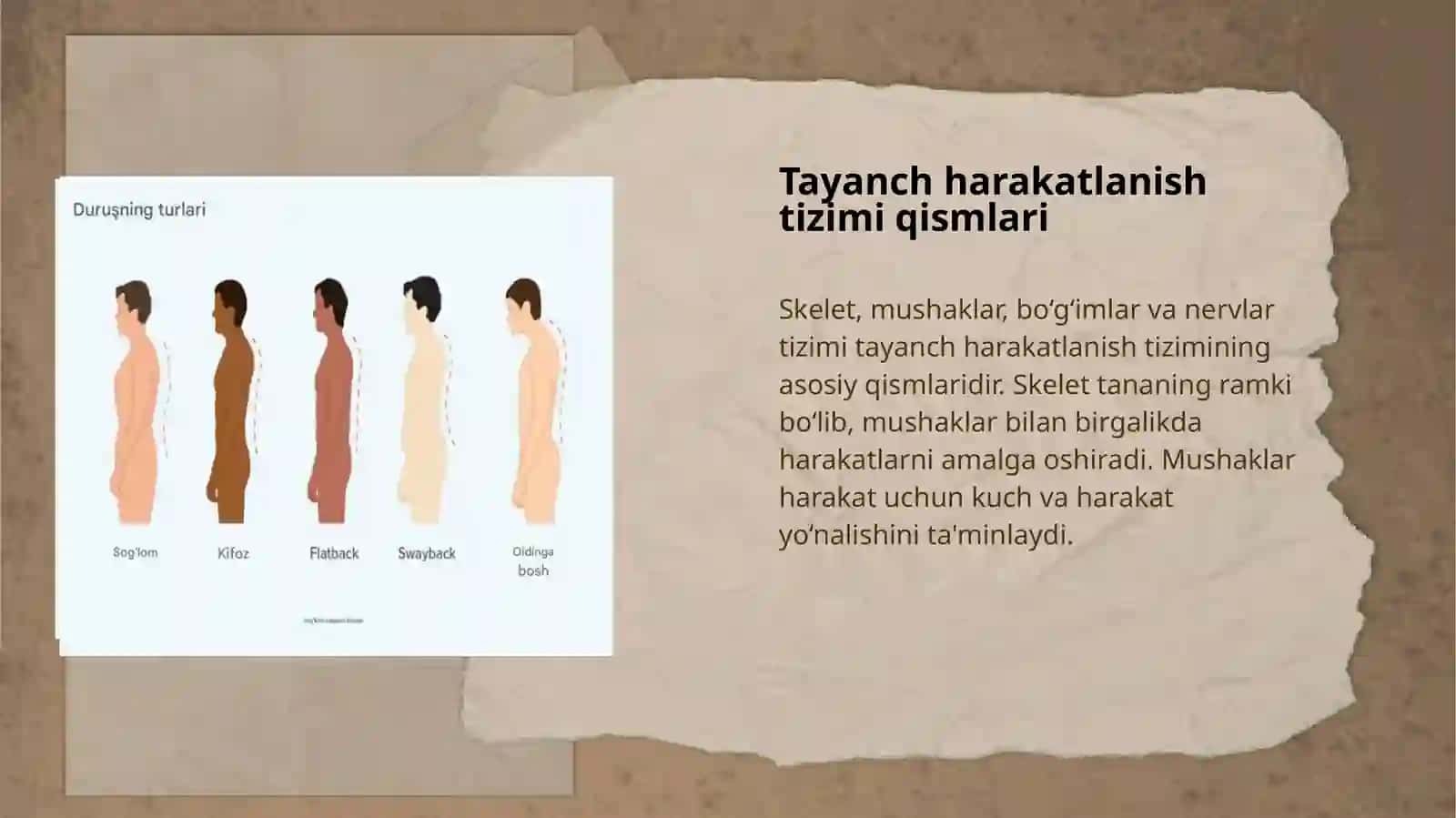TAYANCH HARAKATLANISH TIZIMI QADDI QOMATNING SHAKLLANISHI VA INSON SALOMATLIGI 4