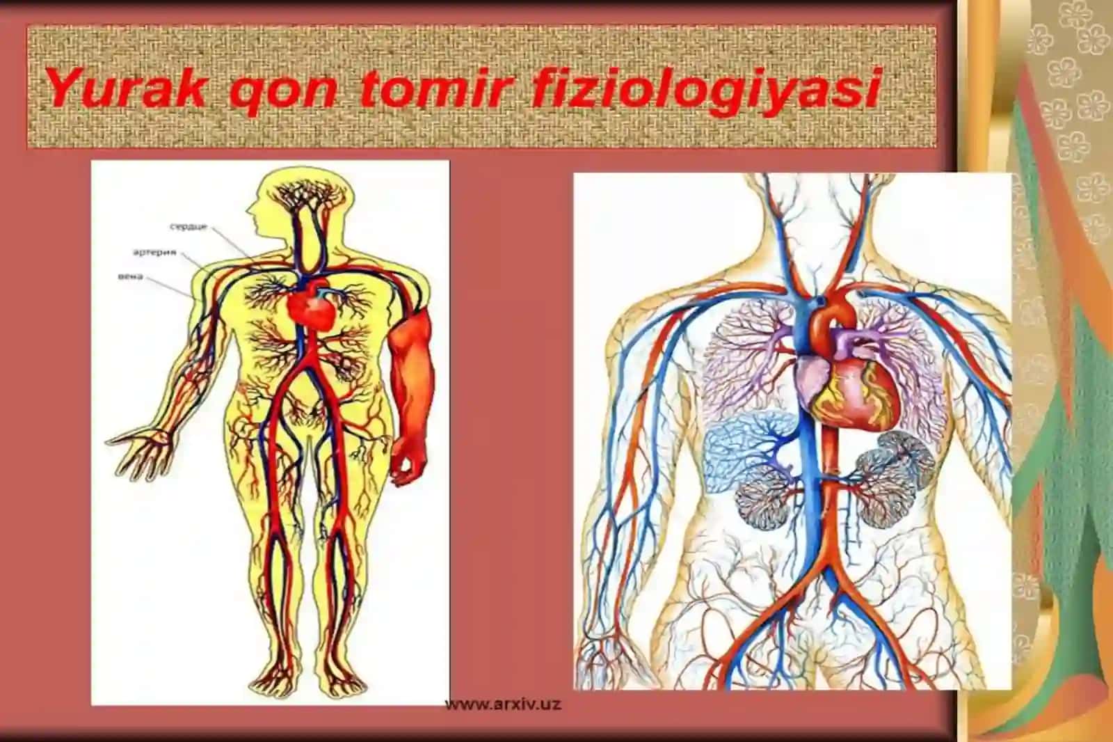 Qon Sistemasi Fiziologiyasi 4