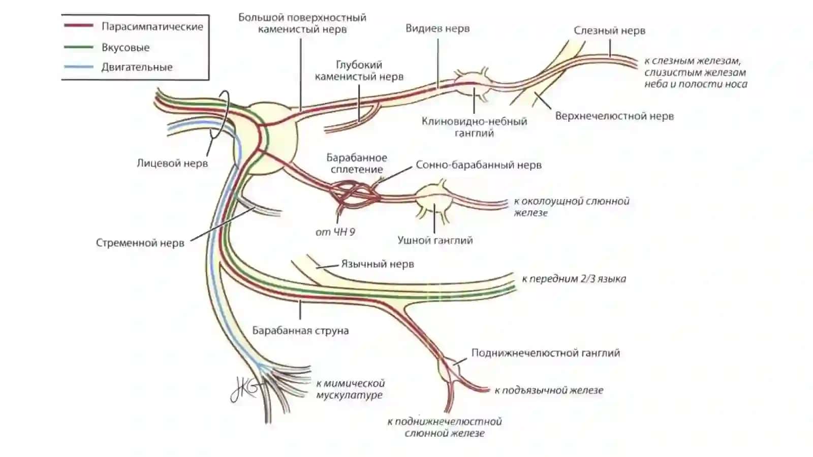 Лицевой нерв ( Nervus facialis) 4