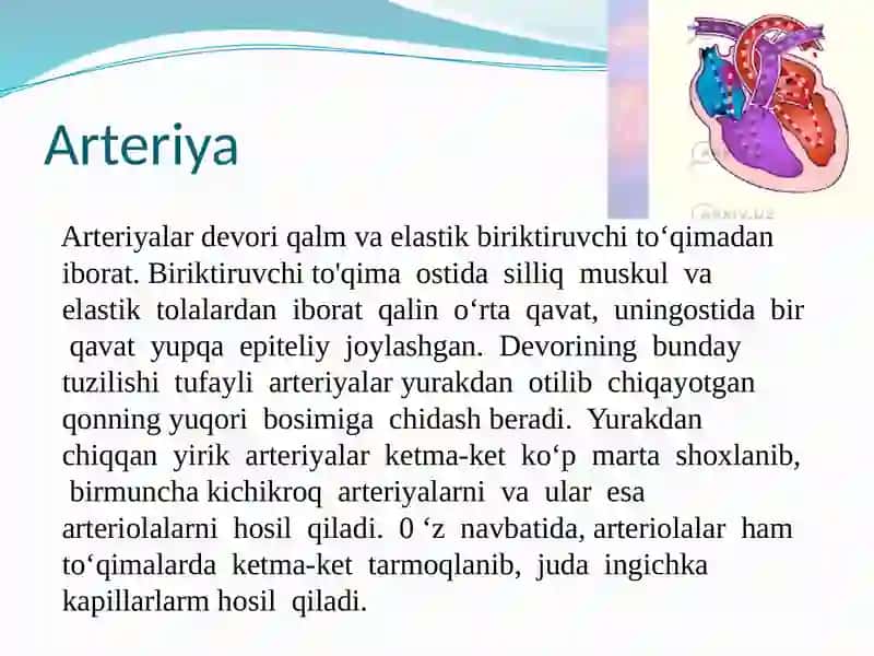Qontomirlari va arteriyalar tuzilishi 4