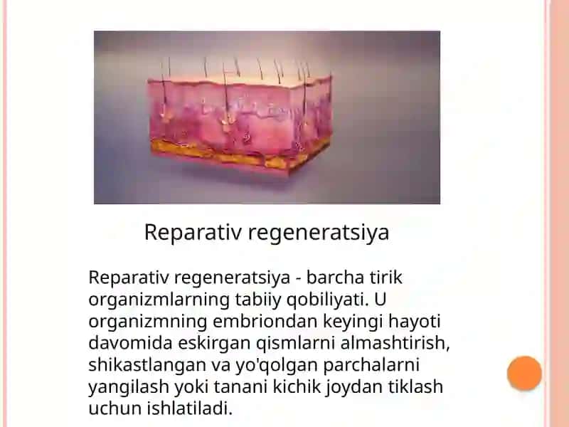 To'qimalarning fiziologik vareparativ regeneratsiyasi 4