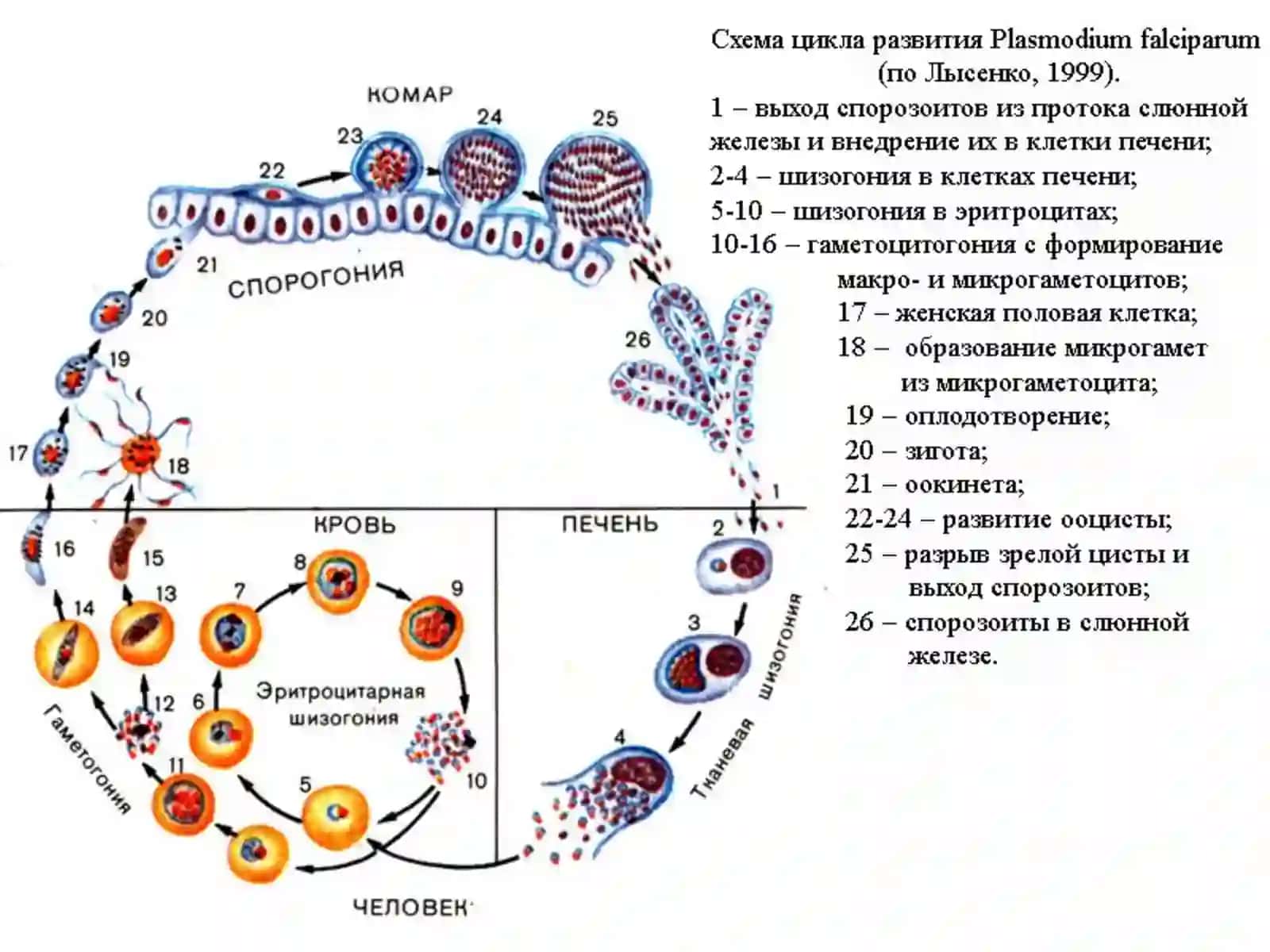 Безгак: патогенези, клиникаси, диагностикаси ва давоси 4